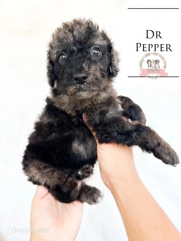 Dr Pepper – Aussiedoodle puppy for sale in Corydon, IN
