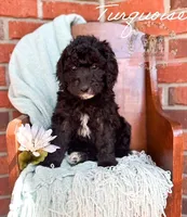 Turquoise, a female Aussiedoodle for sale in Corydon, IN – 4 of 5