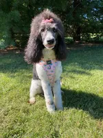 Araya, a female Poodle - Multi-Colored Standard for sale in Corydon, IN – 2 of 8