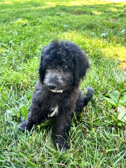 Turquoise – Aussiedoodle puppy for sale in Corydon, IN