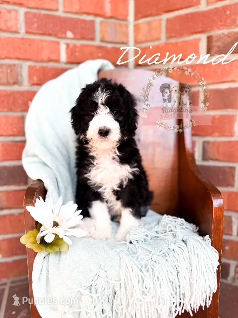 Diamond – Aussiedoodle puppy for sale in Corydon, IN