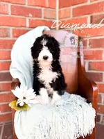 Diamond, a female Aussiedoodle for sale in Corydon, IN – 1 of 6