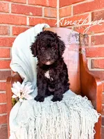 Amethyst, a female Aussiedoodle for sale in Corydon, IN – 2 of 4