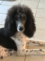 Araya, a female Poodle - Multi-Colored Standard for sale in Corydon, IN – 8 of 8