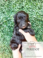 Peridot, a female Aussiedoodle for sale in Corydon, IN – 6 of 6