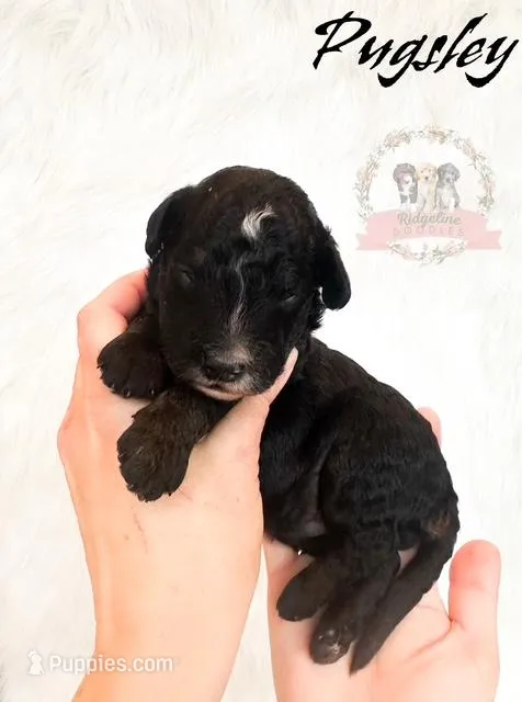 Pugsley Addams – Aussiedoodle, Bernedoodle puppy for sale in Corydon, IN
