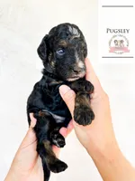 Pugsley Addams, a male Aussiedoodle and Bernedoodle for sale in Corydon, IN – Photo 2 of 4
