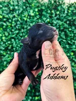 Pugsley Addams, a male Aussiedoodle and Bernedoodle for sale in Corydon, IN – Photo 2 of 2