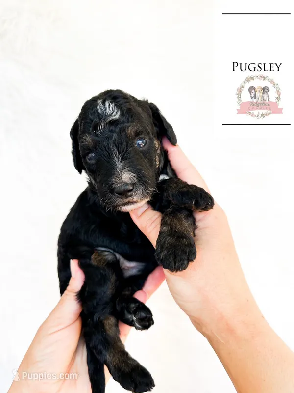 Pugsley Addams – Aussiedoodle, Bernedoodle puppy for sale in Corydon, IN