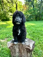 Turquoise, a female Aussiedoodle for sale in Corydon, IN – 3 of 5