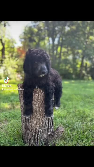 Turquoise, a female Aussiedoodle for sale in Corydon, IN – 6 of 6