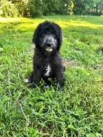 Turquoise, a female Aussiedoodle for sale in Corydon, IN – 2 of 5