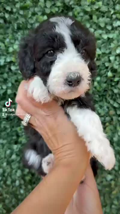 Diamond, a female Aussiedoodle for sale in Corydon, IN – 5 of 6