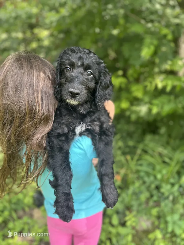 Peridot – Aussiedoodle puppy for sale in Corydon, IN