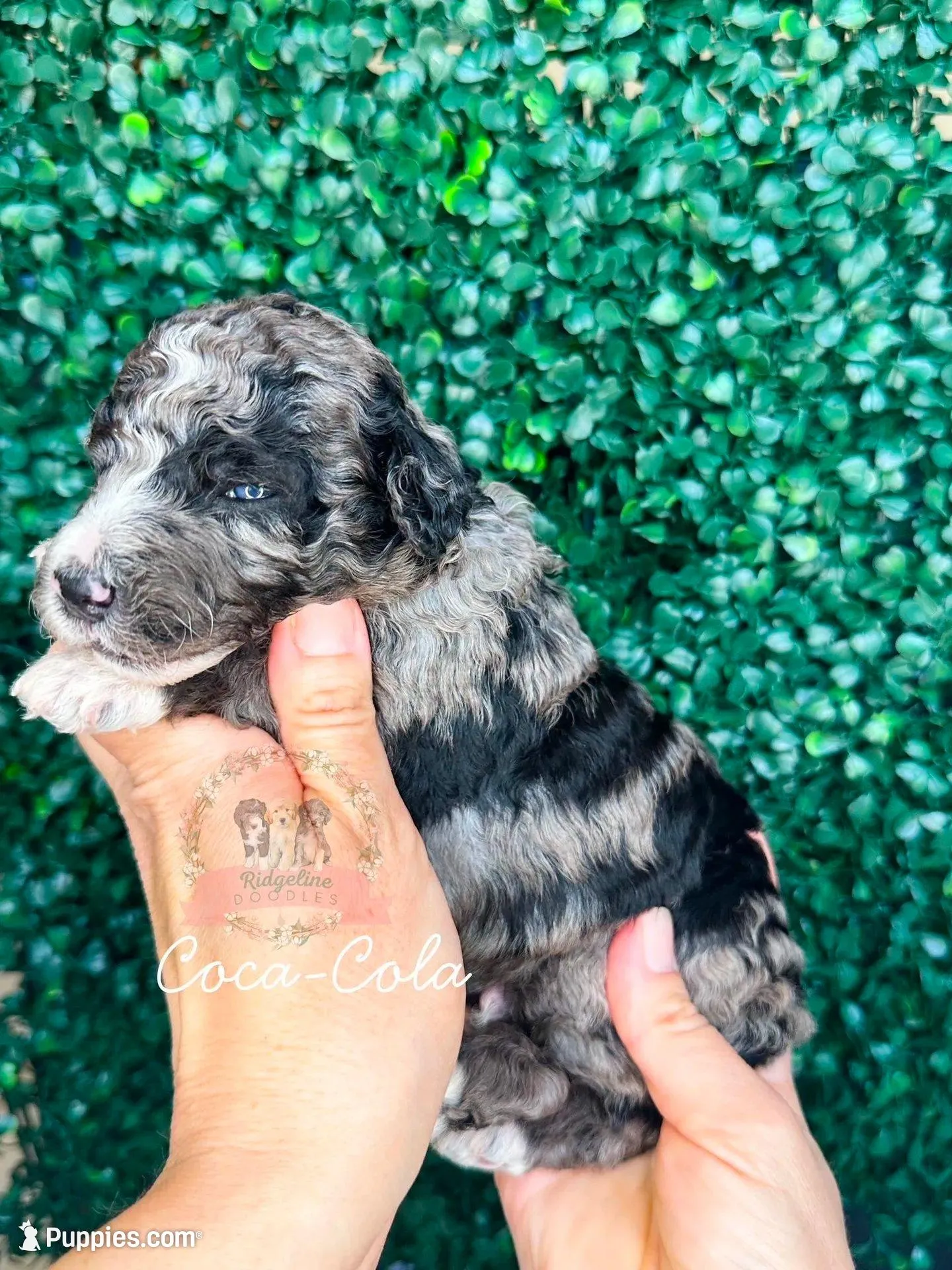 Coca-Cola, a male Aussiedoodle for sale in Corydon, IN – Photo 2 of 2