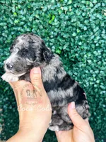 Coca-Cola, a male Aussiedoodle for sale in Corydon, IN – Photo 2 of 2