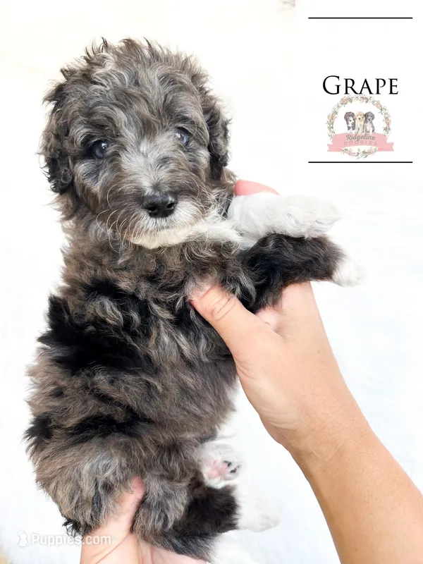 Grape – Aussiedoodle puppy for sale in Corydon, IN