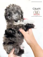 Grape, a male Aussiedoodle for sale in Corydon, IN – Photo 1 of 3
