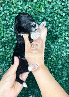 Cream Soda, a female Aussiedoodle for sale in Corydon, IN – Photo 2 of 2