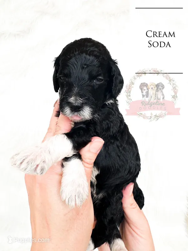 Cream Soda – Aussiedoodle puppy for sale in Corydon, IN