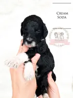 Cream Soda, a female Aussiedoodle for sale in Corydon, IN – Photo 1 of 2