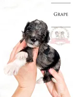 Grape, a male Aussiedoodle for sale in Corydon, IN – Photo 3 of 3