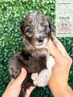 Grape, a male Aussiedoodle for sale in Corydon, IN – Photo 2 of 3