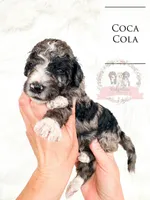 Coca-Cola, a male Aussiedoodle for sale in Corydon, IN – Photo 1 of 2