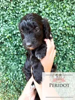 Peridot, a female Aussiedoodle for sale in Corydon, IN – 4 of 6