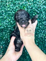 Canada Dry, a male Aussiedoodle for sale in Corydon, IN – Photo 2 of 2