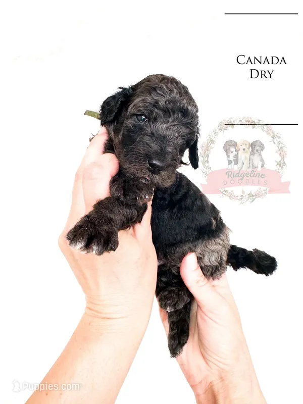 Canada Dry – Aussiedoodle puppy for sale in Corydon, IN