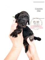 Canada Dry, a male Aussiedoodle for sale in Corydon, IN – Photo 1 of 2