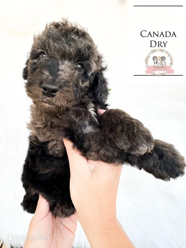 Canada Dry – Aussiedoodle puppy for sale in Corydon, IN