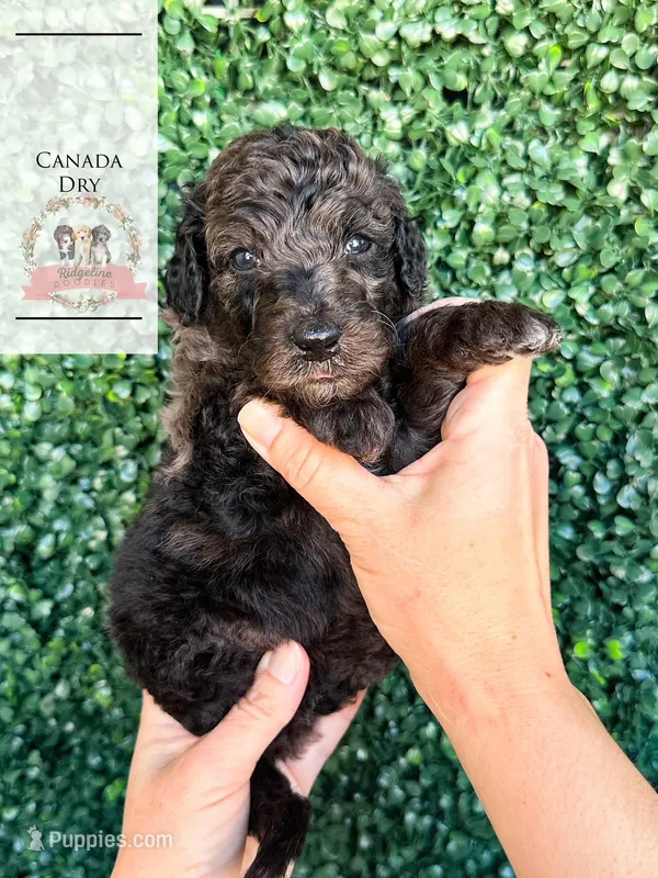 Canada Dry – Aussiedoodle puppy for sale in Corydon, IN