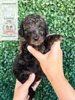 Canada Dry, a male Aussiedoodle for sale in Corydon, IN – Photo 1 of 3