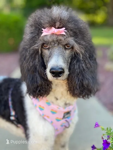 Araya – Poodle - Multi-Colored Standard puppy for sale in Corydon, IN
