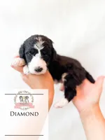 Diamond, a female Aussiedoodle for sale in Corydon, IN – 6 of 6