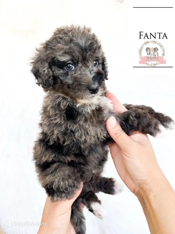 Fanta – Aussiedoodle puppy for sale in Corydon, IN