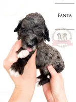 Fanta, a female Aussiedoodle for sale in Corydon, IN – Photo 1 of 2