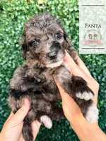 Fanta, a female Aussiedoodle for sale in Corydon, IN – Photo 1 of 3