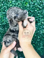 Fanta, a female Aussiedoodle for sale in Corydon, IN – Photo 2 of 2