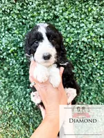 Diamond, a female Aussiedoodle for sale in Corydon, IN – 4 of 6