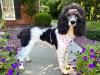 Araya, a female Poodle - Multi-Colored Standard for sale in Corydon, IN – 5 of 8