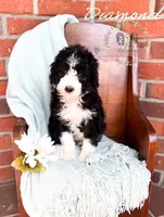Diamond, a female Aussiedoodle for sale in Corydon, IN – 3 of 6