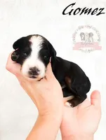 Gomez Addams, a male Aussiedoodle and Bernedoodle for sale in Corydon, IN – Photo 1 of 2