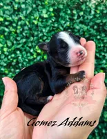 Gomez Addams, a male Aussiedoodle and Bernedoodle for sale in Corydon, IN – Photo 2 of 2