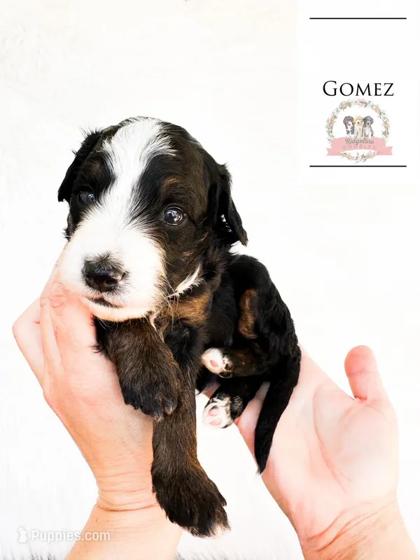 Gomez Addams – Aussiedoodle, Bernedoodle puppy for sale in Corydon, IN