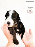 Gomez Addams, a male Aussiedoodle and Bernedoodle for sale in Corydon, IN – Photo 1 of 4