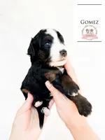 Gomez Addams, a male Aussiedoodle and Bernedoodle for sale in Corydon, IN – Photo 2 of 4