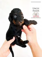 Uncle Fester Addams, a male Aussiedoodle and Bernedoodle for sale in Corydon, IN – Photo 2 of 4